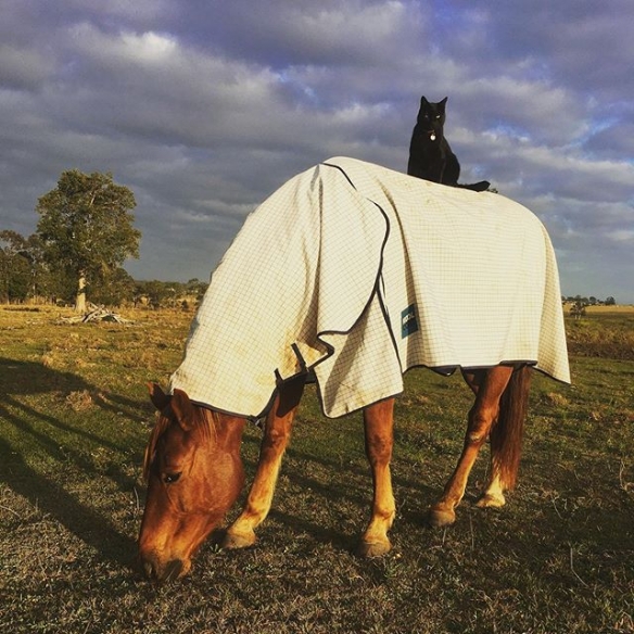 澳洲一猫咪与马成为了好朋友 6年相随超越物种的友谊让人羡慕