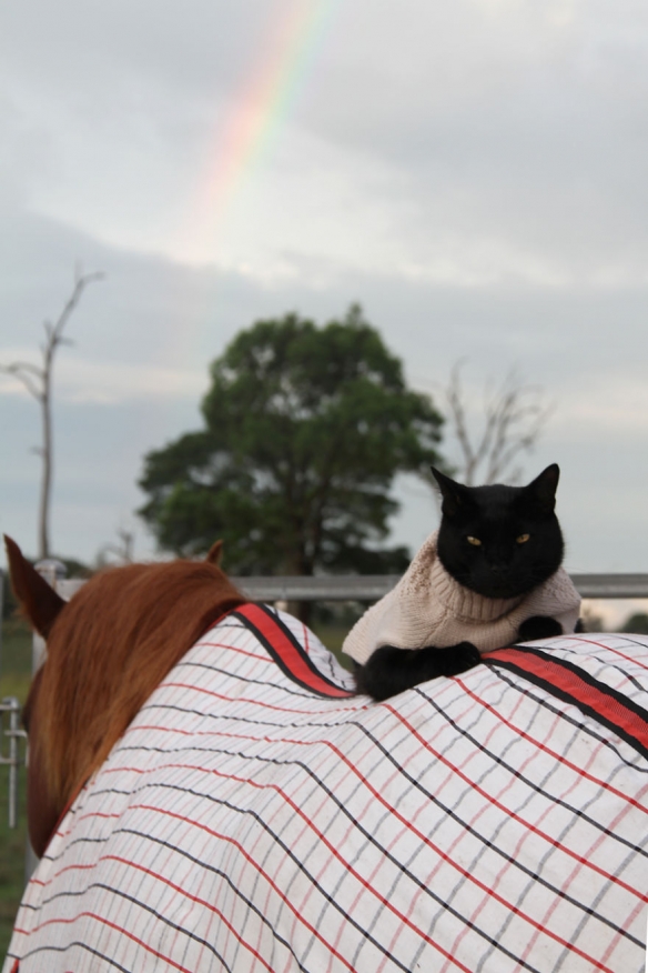 澳洲一猫咪与马成为了好朋友 6年相随超越物种的友谊让人羡慕